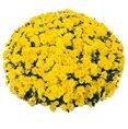Yellow mum
