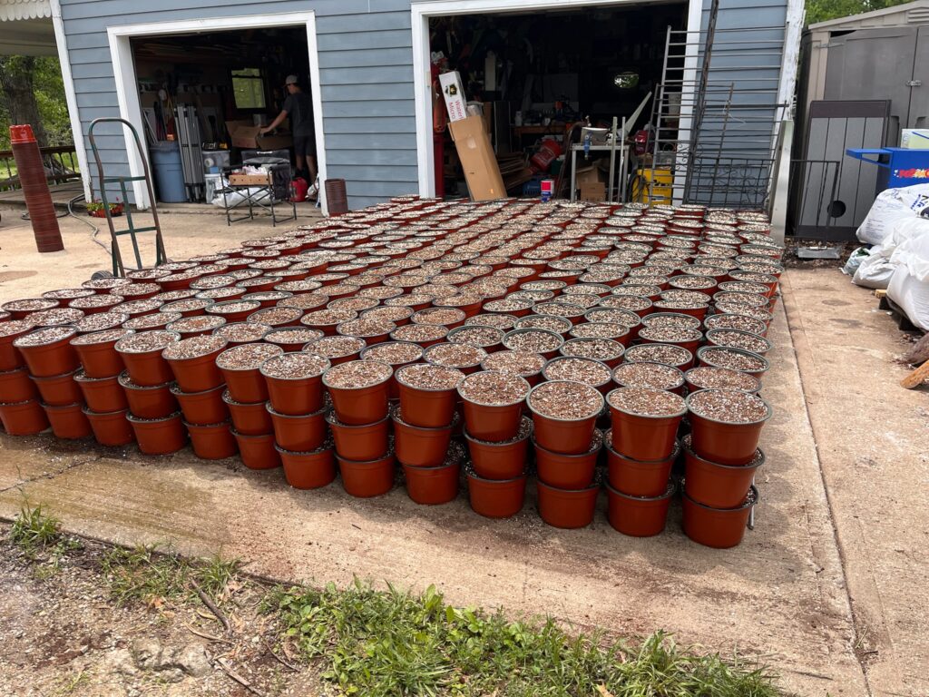 1000 Pans filled with growing media